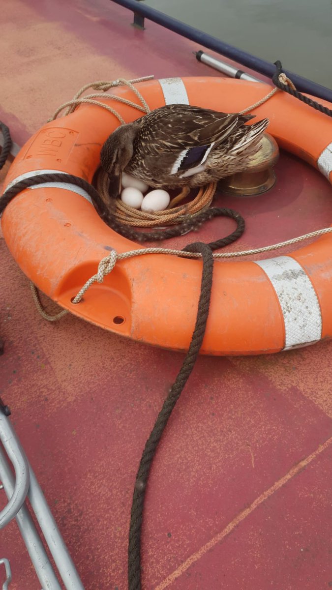 Janet Pennington tweet media