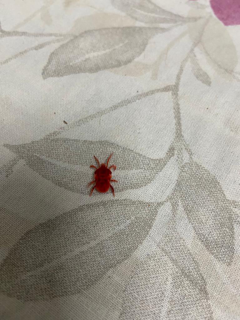 shaivya_mishra's tweet photo. Bir bahuti or rain bug used to be a commonly found bug during rainy season during childhood! It was our favourite game to spot the velvety insect and we used to call it Laal hathi! Today it’s on verge of extinction due to its medicinal uses! Today I saw it after ages
#rainbug https://t.co/eRtTNsOSdt
