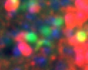 Mouse_QT's tweet photo. My cells look not happy today.☹️ https://t.co/3gJ2fcvzkq