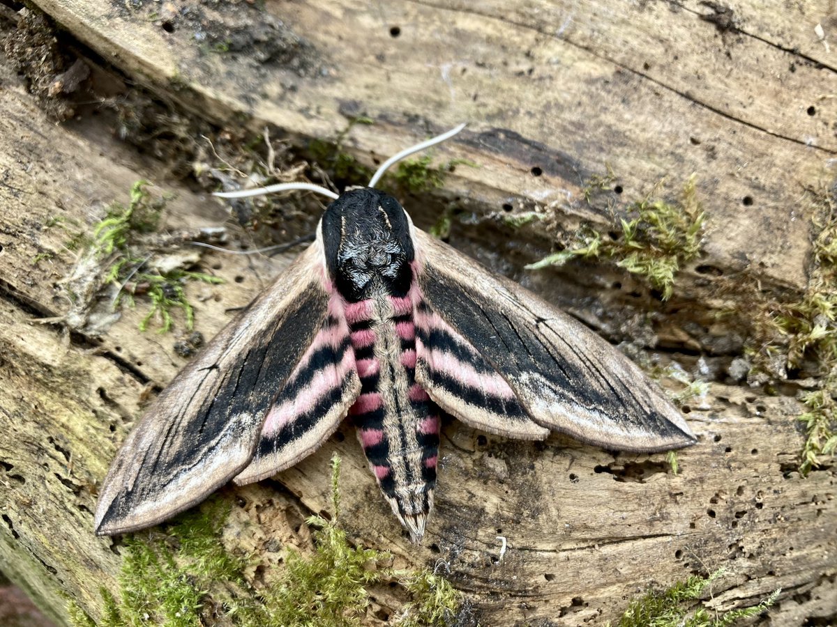 Darren Starkey tweet media