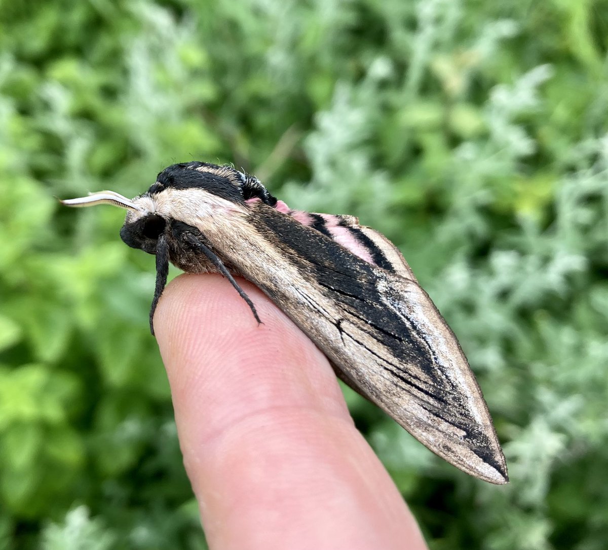 Darren Starkey tweet media