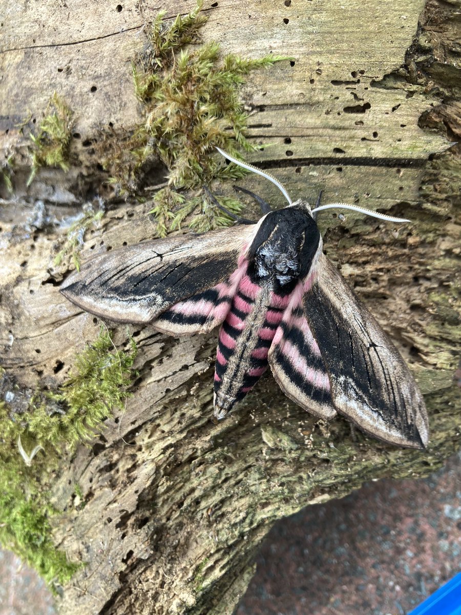 Stunning Privet Hawkmoth in the trap this morning. First one of the year in my North Duffield garden @BC_Yorkshire @MOTHIDUK @BritishMoths @LDV_NNR @MothNight @NatureUK #moth #MothsMatter #teammoth #gardenwildlife