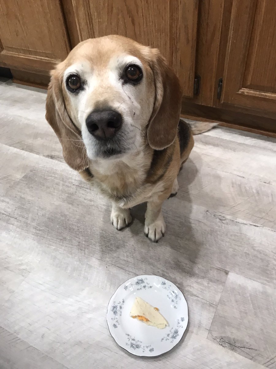 irishiam31's tweet photo. All day yesterday mom kept telling me she’s making tacos 🌮 & me would get one!! This is what I got!!😳 What is this?? Where’s the rest of it?? Me told mom I better get a bigger 🌮 today!!
#StingyMom 😠
#DisappointedLook
#MomYouCanDoBetter
#DogsOfTwitter https://t.co/7KFWEWDsU3