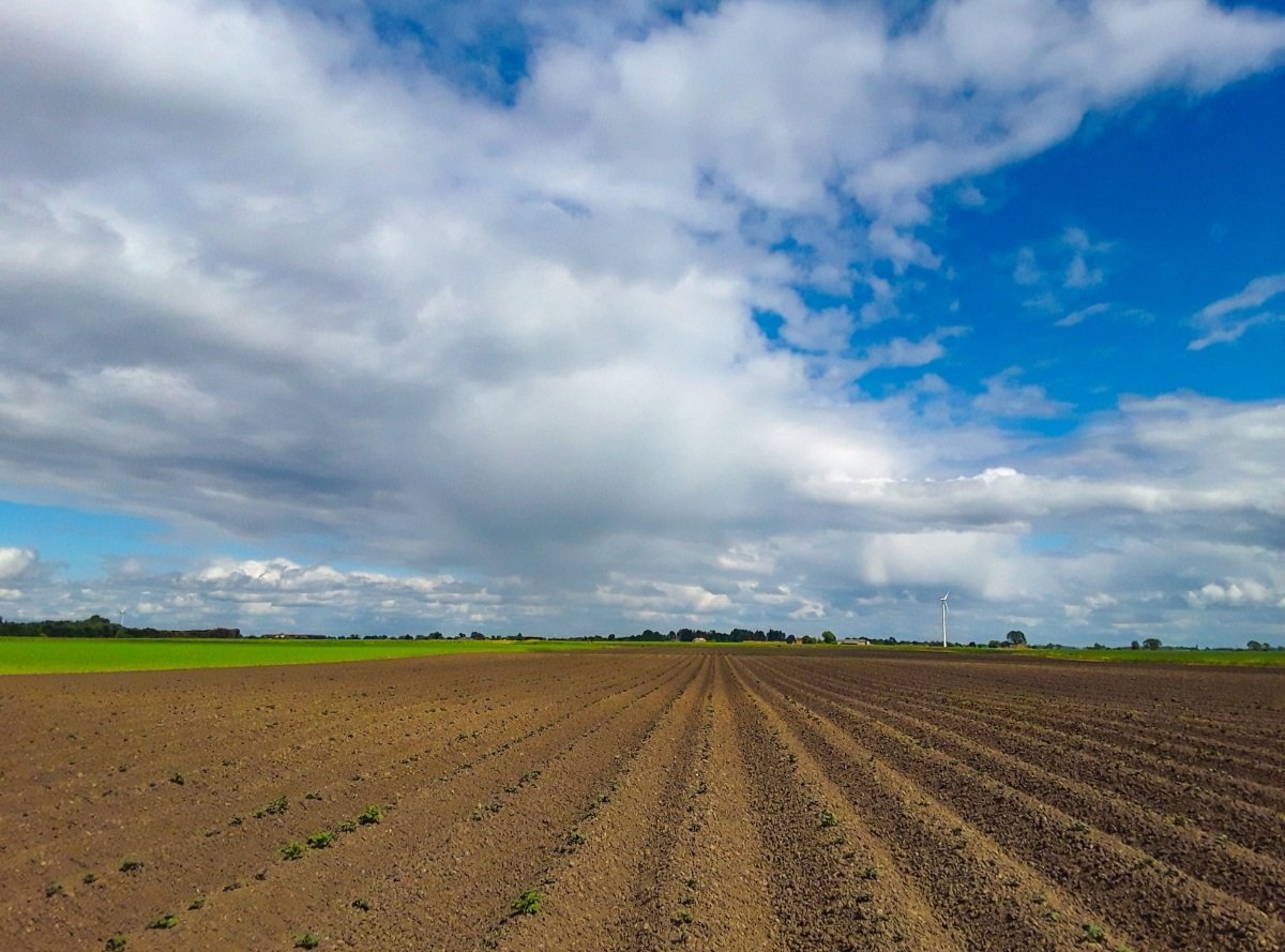 chris_alpacas's tweet photo. Happy #CelebrateTheFens day. I moved here 11 years ago and love the big, full skies we get with our flat land @FascinatingFens #flatnotboring https://t.co/rMiNXnTMqg