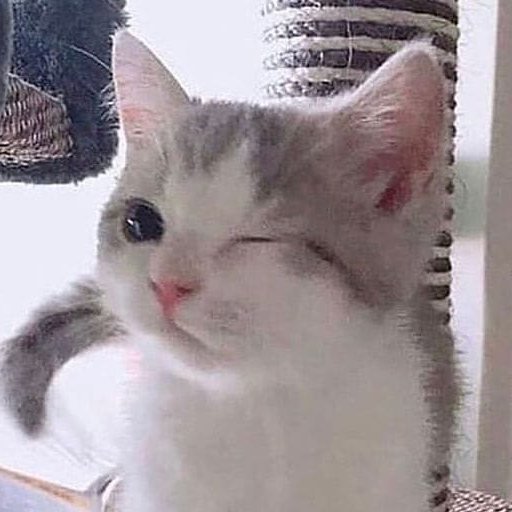 kang taehyun never beating the meow meow allegations 😺