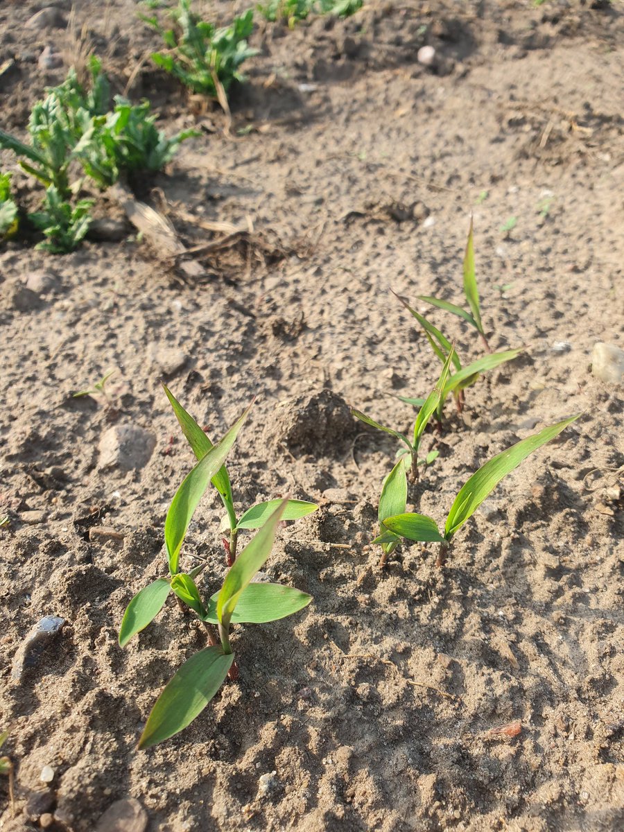 It's sprouting! My attempt to grow sorghum at home is looking good so far. Let's see if I can grow it to maturity.
#sorghum