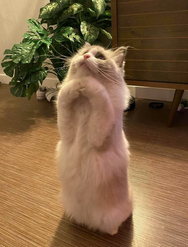 WholesomeMeme's tweet photo. Cat. https://t.co/3LOTOKlyYl