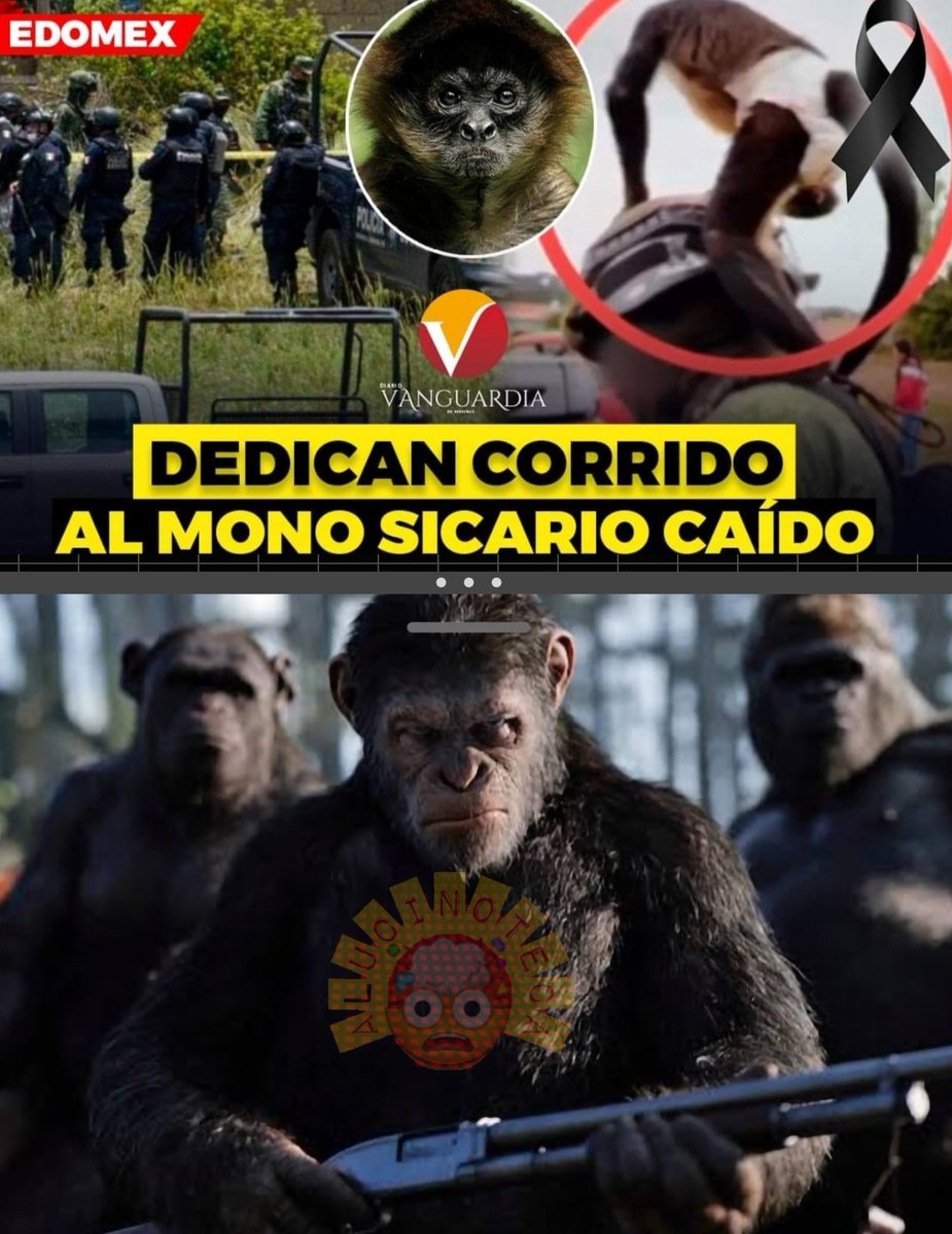 AlucinoTeca's tweet photo. Esto no le gusta  cesar (No empece esta guerra te ofreci la paz) #Humor #Texcaltitlan #Edomex #GuerraDeLosSimios @MariluHerrera @_PatriciaAnaya @Apoyo_Croqueton @AnimalMX https://t.co/XtuQtXvdfF