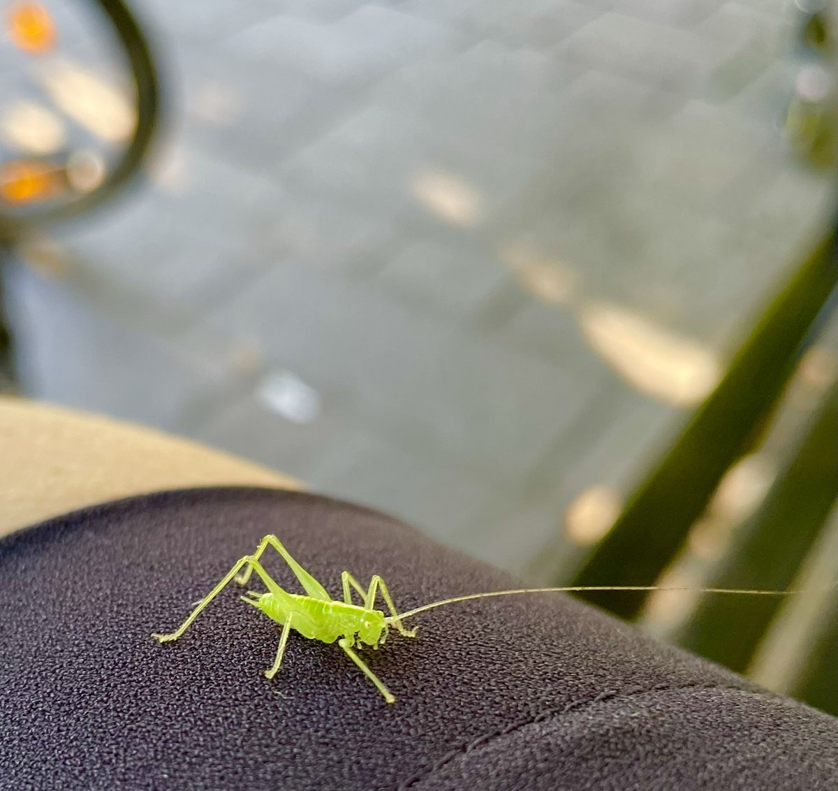 RLichtenecker's tweet photo. Grüner Besuch 😎
#bewelcome https://t.co/uIibNFgcBm