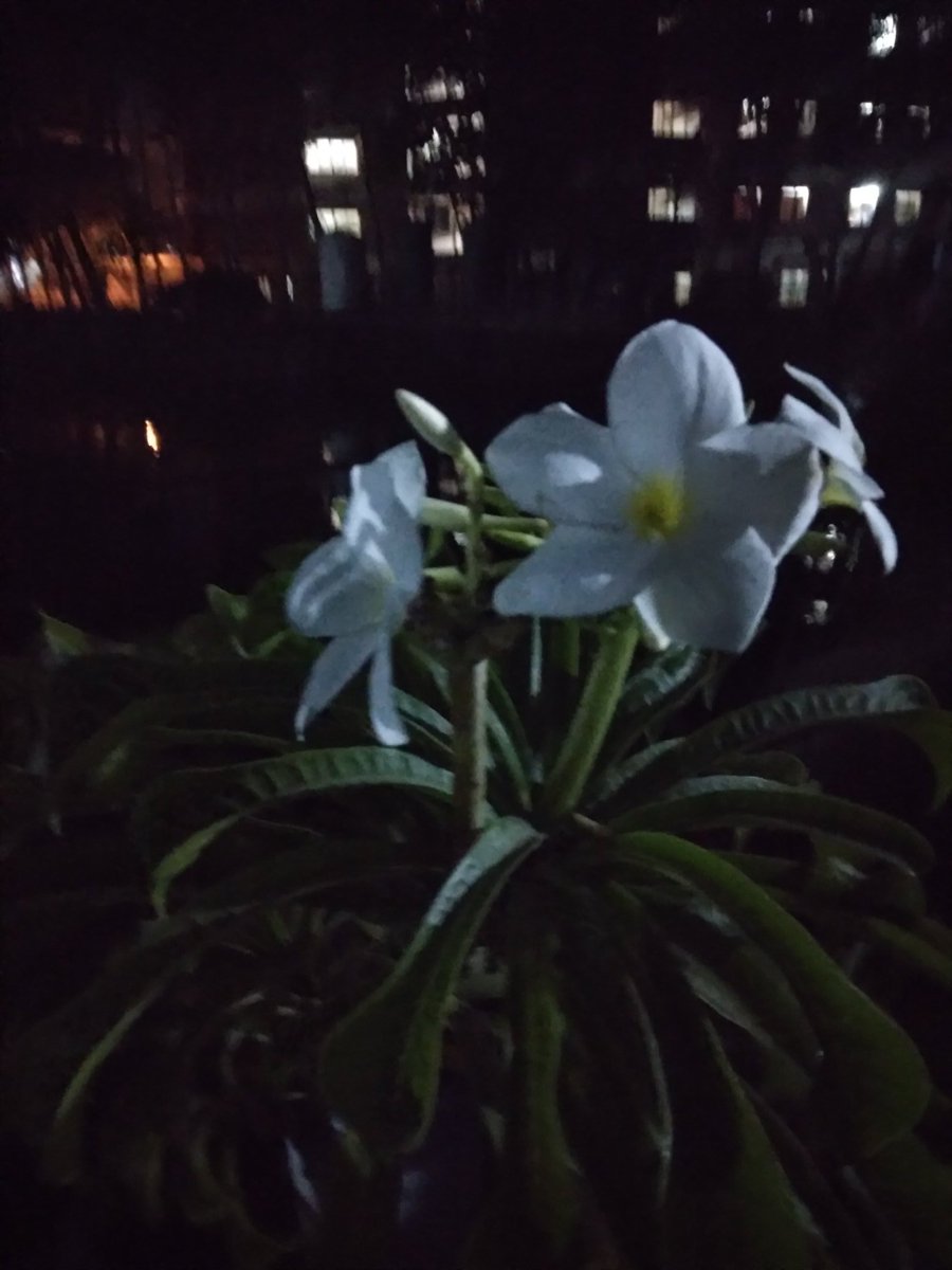 Abir Arob tweet media