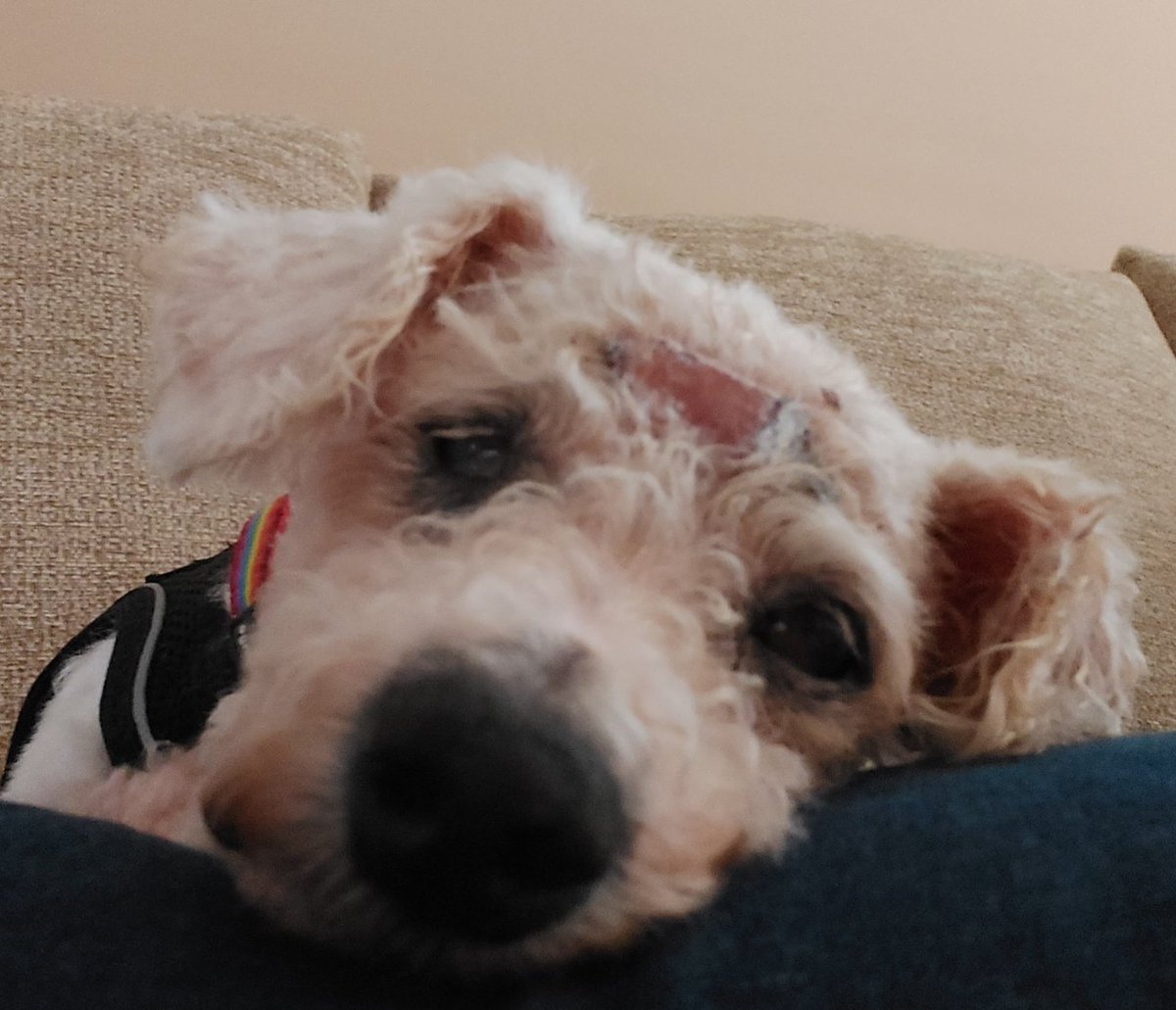 Meet Lulu 💜 Lulu is an 8 years old Bichon Frise who has just arrived in Oldies Club care.  She will be under assessment for at least the next few weeks in her foster home in Cardiff.  Once fully assessed and ready for rehoming a full writeup will feature on our website.