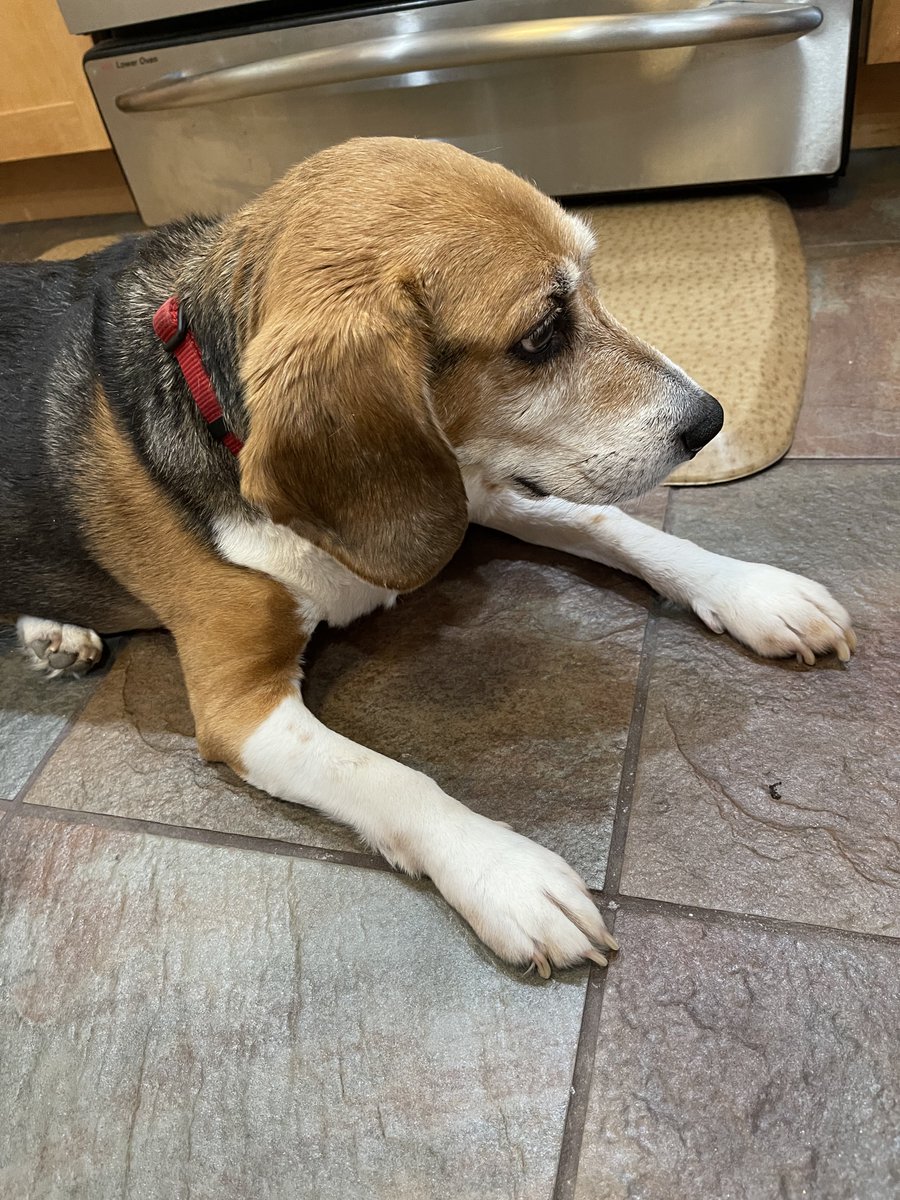 When Mom cuts some bacon up for a salad and doesn’t give you any… #beagling