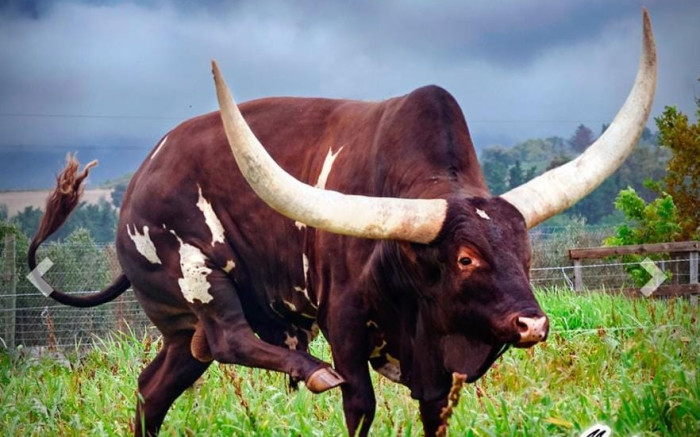 ewnupdates's tweet photo. Bull named Cumulus auctioned for R1.65m at Ramaphosa's Phala Phala farm https://t.co/wmuFeNd3Uh https://t.co/M7vb65FJID