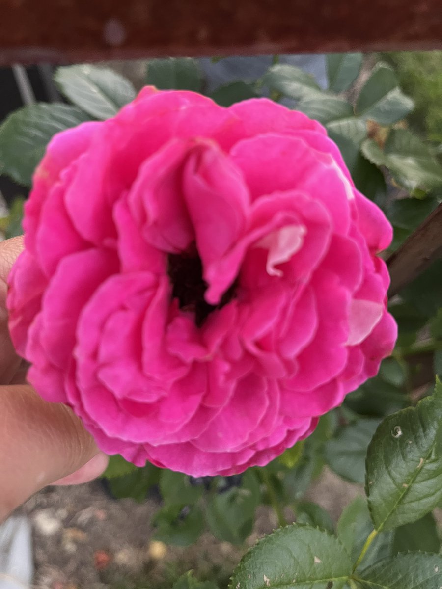 NorrisLakeVaca's tweet photo. Such beautiful blooms on a beautiful day! And surprise to see a cucumber is growing so nicely! https://t.co/U6PdbRpizq
