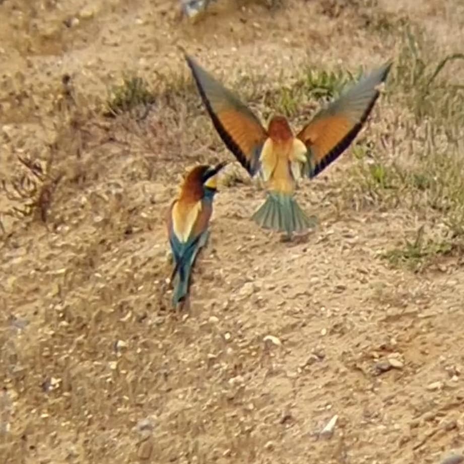 RobinsonBirding's tweet photo. Walk away views of the EUROPEAN BEE EATERS this Morning. Fantastic!

18.6.22
Trimingham, Norfolk https://t.co/rllC2d1Dc5