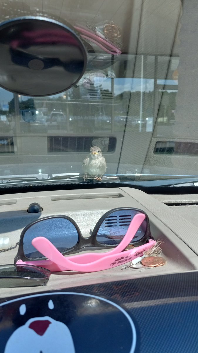 Stopped into town to pay some bills. This little dude landed on my wiper.