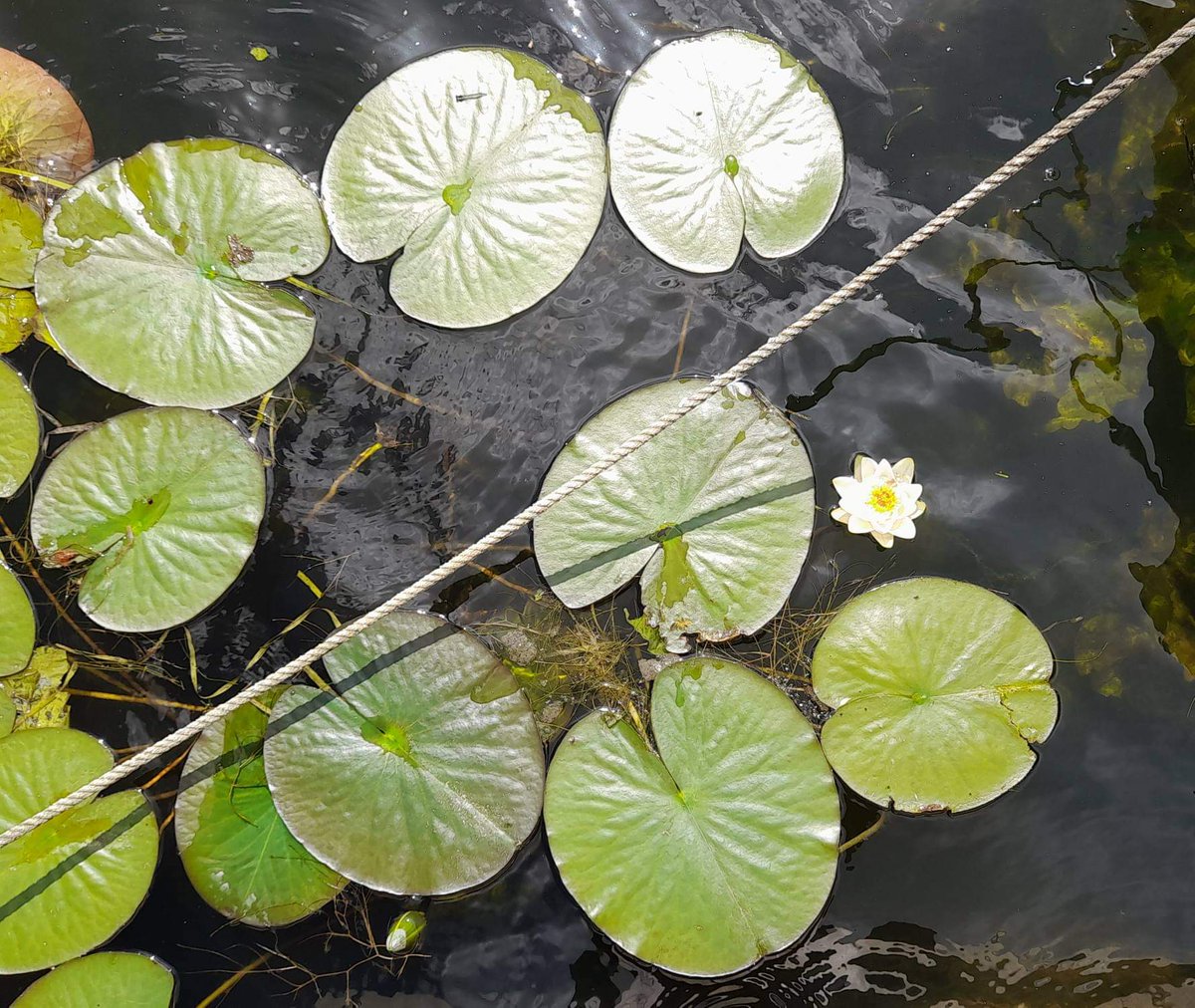 Nymphaea alba, the water lily with white petals dazzling in the sun on Hoveton and Wroxham backwaters