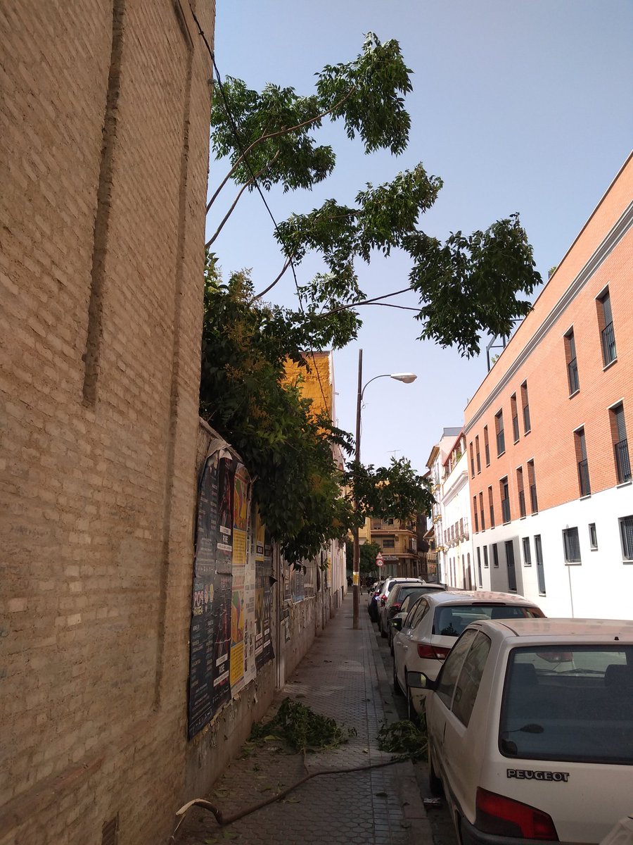 lamaryruna's tweet photo. @Ayto_Sevilla en calle muro de los navarros se ha caído una rama y hay otras apoyadas en un cable con el riesgo de que lo rompan https://t.co/vtlq2V5Vuj
