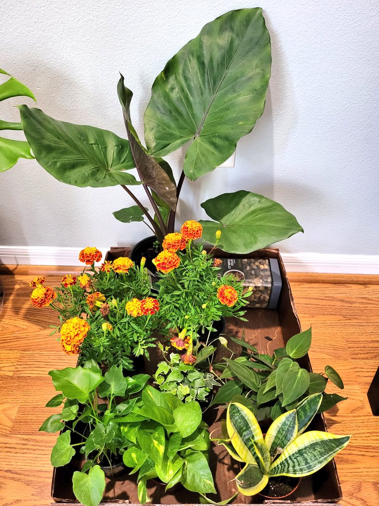 url0calbabe's tweet photo. #planthaul from today π in love with this #colocasia tea cup plant!
#planttwitter #planthoe https://t.co/PyjtT8QCvT