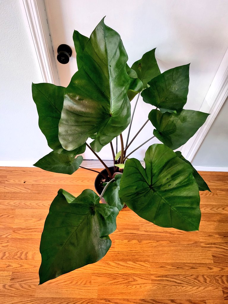 url0calbabe's tweet photo. #planthaul from today π in love with this #colocasia tea cup plant!
#planttwitter #planthoe https://t.co/PyjtT8QCvT