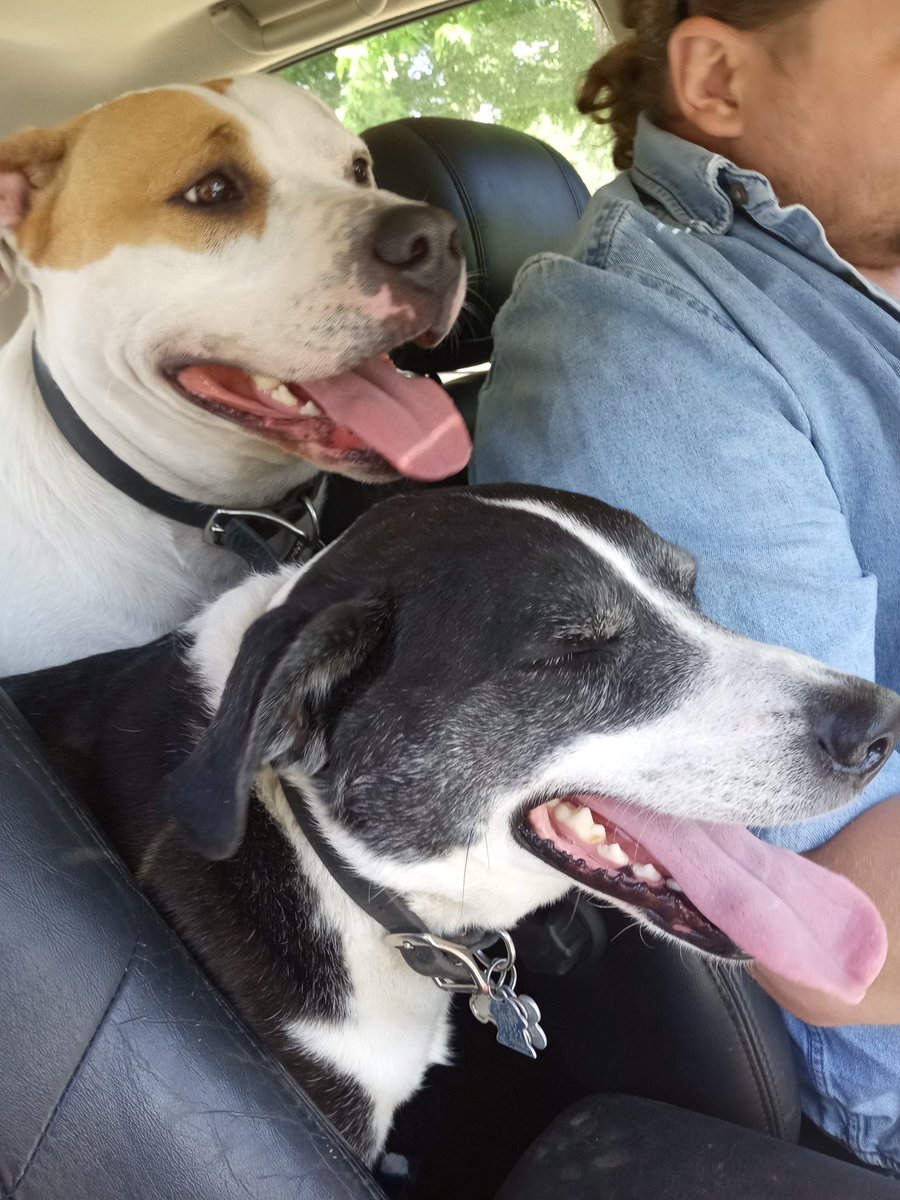 MeShellTiel's tweet image. On our way to the Doggo Beach!