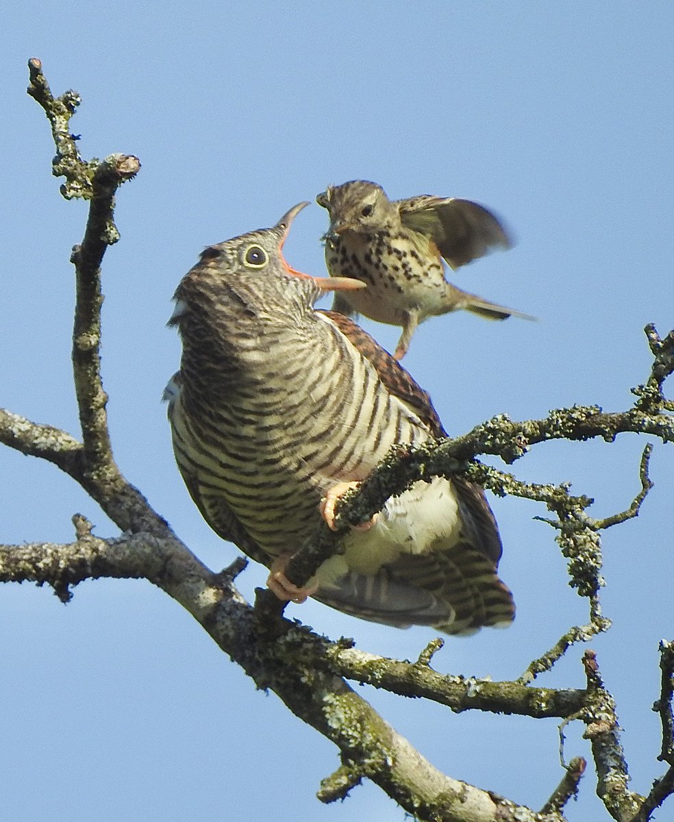 Steve Sanderson tweet media