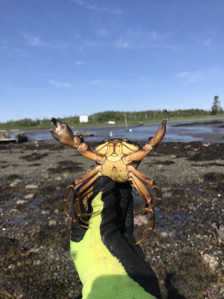 leahcorckran's tweet photo. Successful collection trip to Maine! L. obtusata were on the large size, but everything works out! https://t.co/fvDbC3JElM