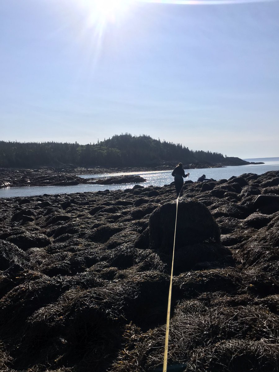 leahcorckran's tweet photo. Successful collection trip to Maine! L. obtusata were on the large size, but everything works out! https://t.co/fvDbC3JElM