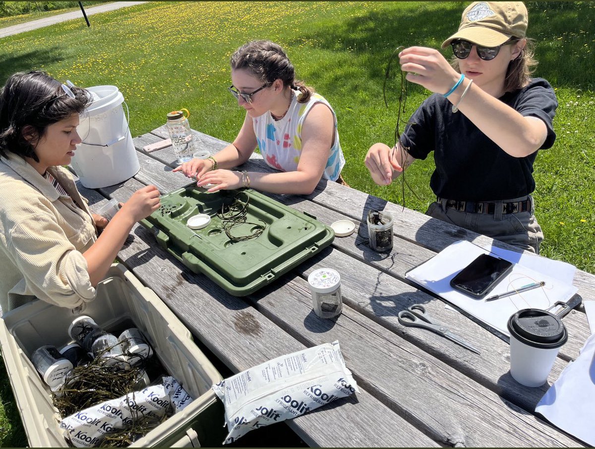 leahcorckran's tweet photo. Successful collection trip to Maine! L. obtusata were on the large size, but everything works out! https://t.co/fvDbC3JElM