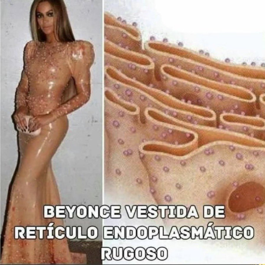 Biologia Braba (@biologia_braba) on Twitter photo 