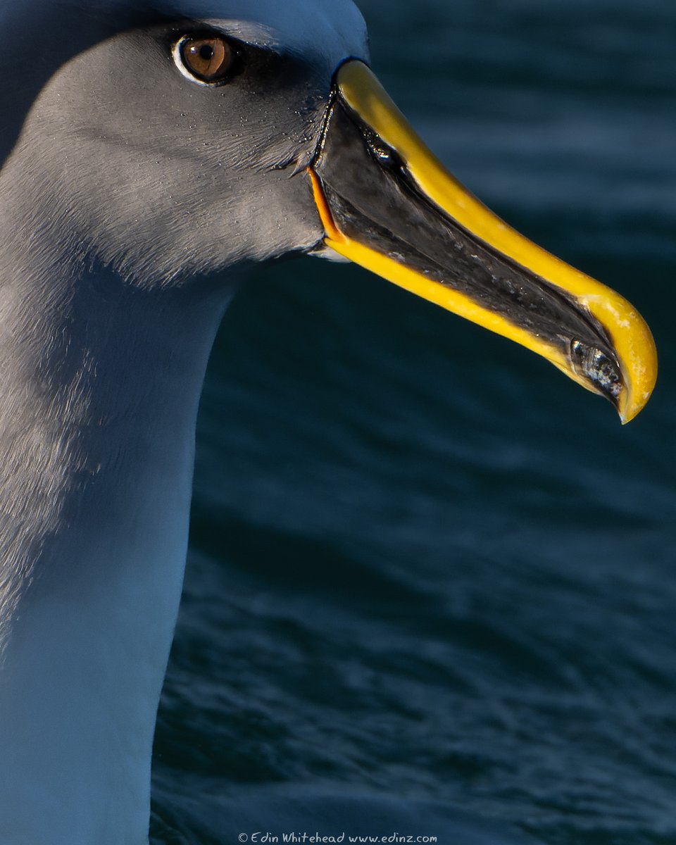 Another eye-to-eye shot, this time a Buller's albatross / toroa. One of the most striking species with their yellow and black racing stripes. #WorldAlbatrossDay