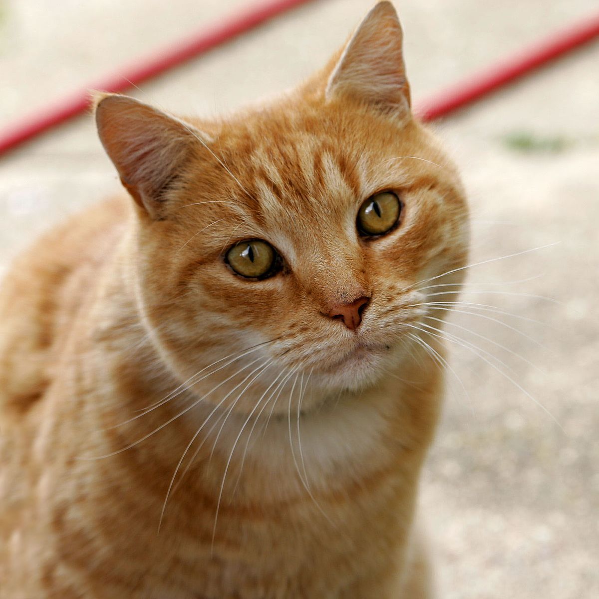 Talha_naeem1's tweet photo. What is cat? 
Cat is not pet.... 
Cat is a part of nature 
Cat is a lif of many many people https://t.co/QqmWvxWyAO