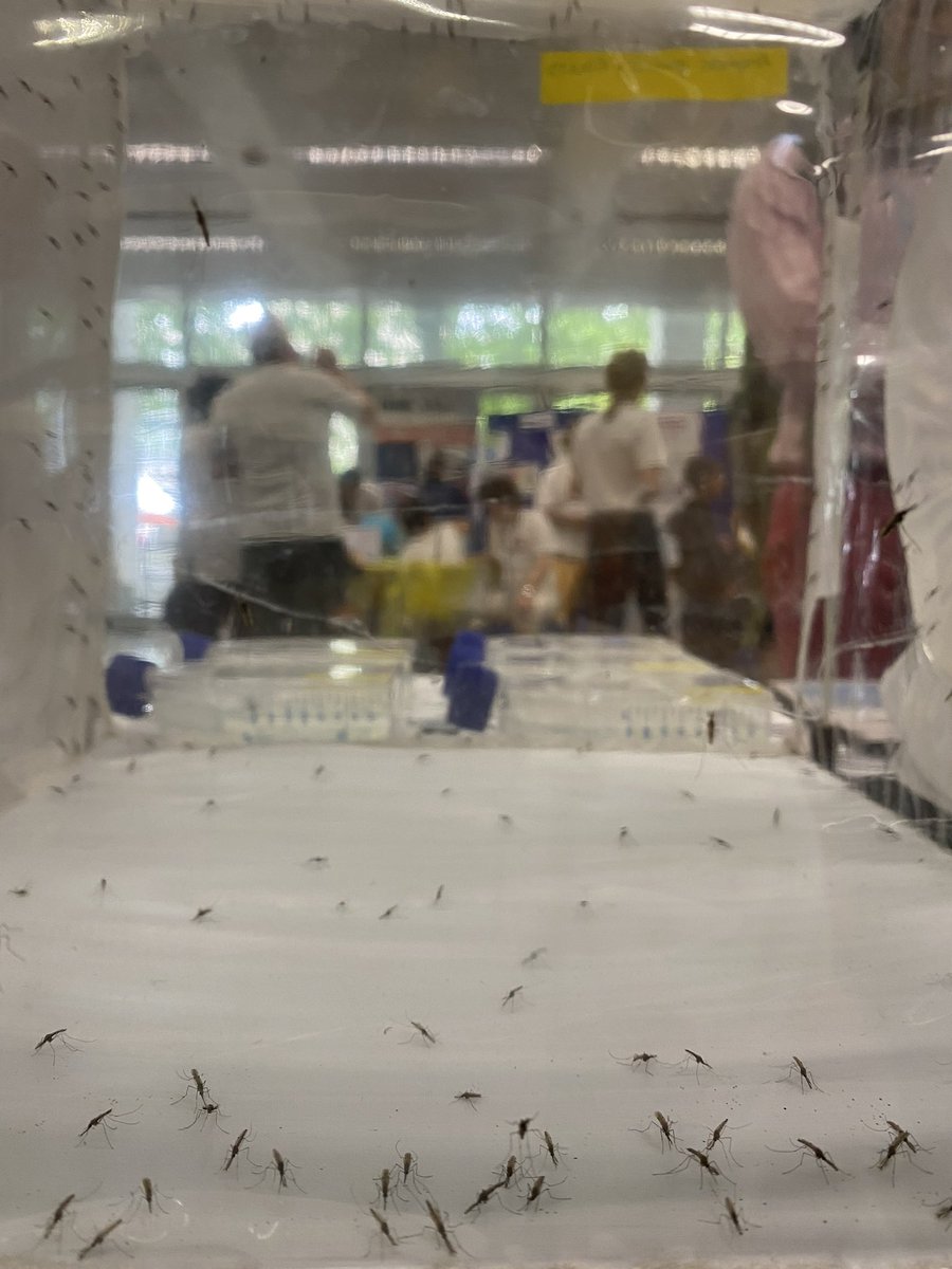 TargetMalaria's tweet photo. In London today?

Come join us at the @ExRdFestival to learn about Target Malaria’s work! 

We’ve got our Target Malaria comic &amp; colouring books 📚, the very first Target Malaria card game and even live mosquitoes in a cage!

#endmalaria #ExRdFest #malariaresearch https://t.co/sD9MObqHIe