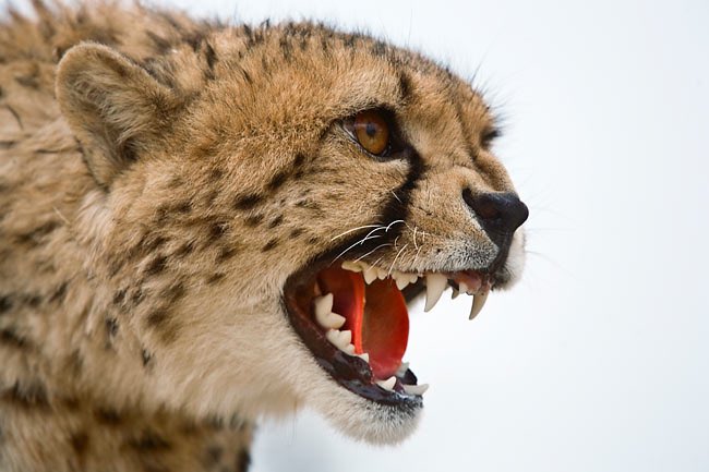 CoachdjCheetah's tweet photo. #Recruiting101 Don’t get so caught up in offers, stars, rankings and the recruiting process, that you lose sight of being a competitor. #Ap2w https://t.co/95Jl50RgQV