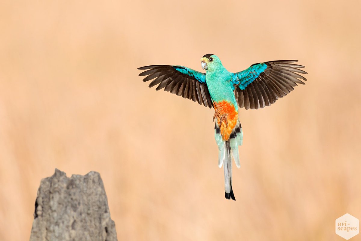 Jan Wegener tweet media