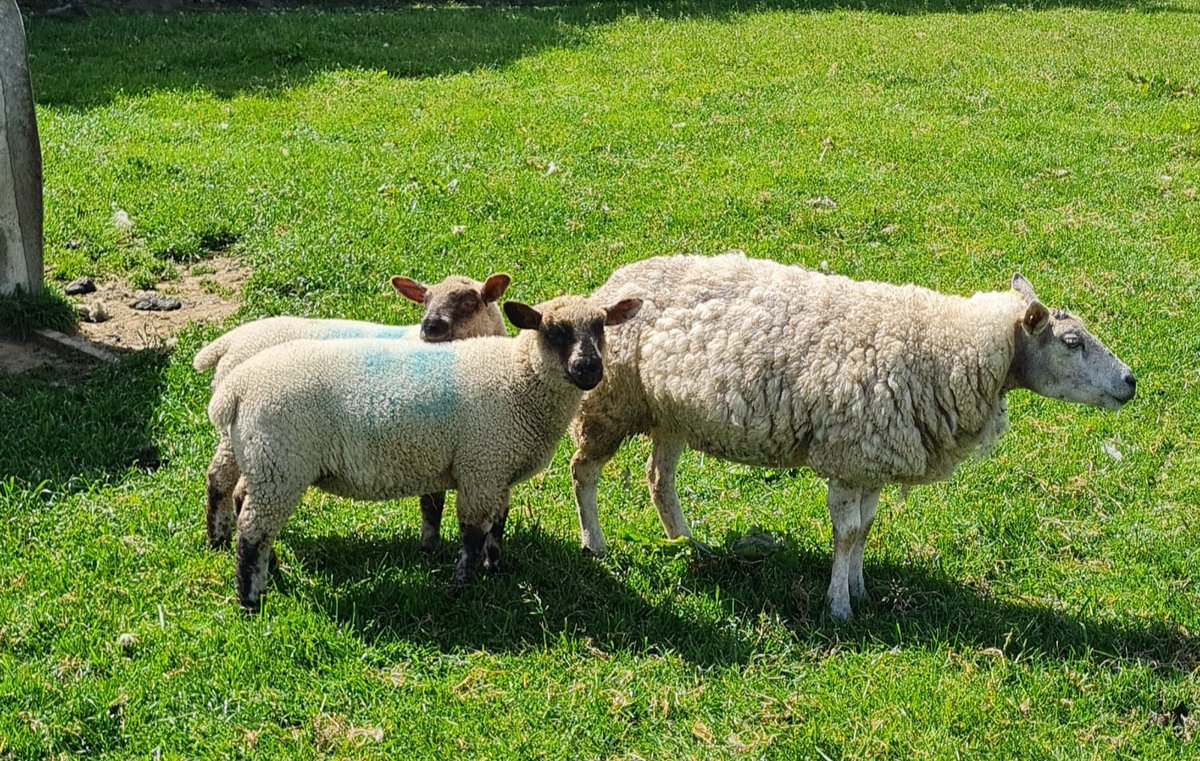 joshmaude5's tweet photo. Lambs coming on well now, really impressed with the skins and shape of these Hampshire cross texel #hampshiredown #farming22 #sheep @thelumbflock @HampsSheep @maudez2 https://t.co/zWx41h2hW6