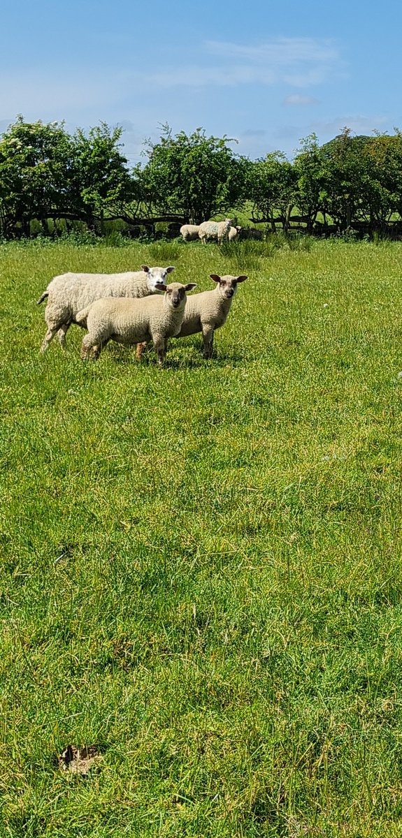joshmaude5's tweet photo. Lambs coming on well now, really impressed with the skins and shape of these Hampshire cross texel #hampshiredown #farming22 #sheep @thelumbflock @HampsSheep @maudez2 https://t.co/zWx41h2hW6