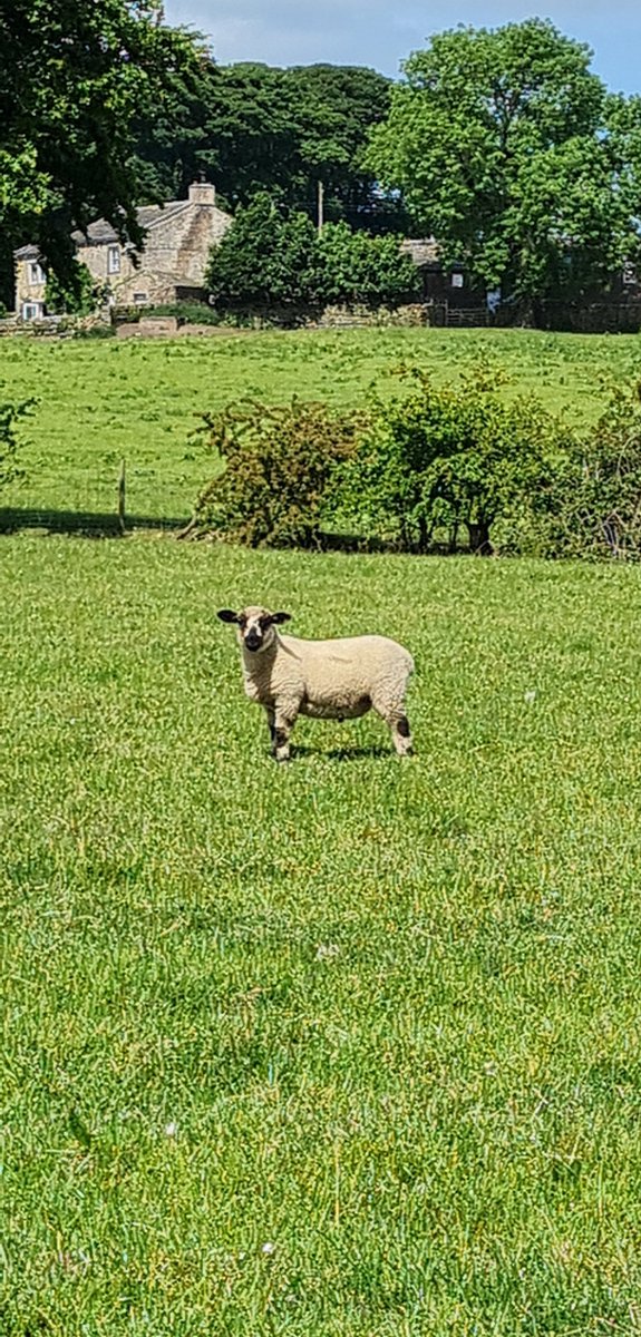 joshmaude5's tweet photo. Lambs coming on well now, really impressed with the skins and shape of these Hampshire cross texel #hampshiredown #farming22 #sheep @thelumbflock @HampsSheep @maudez2 https://t.co/zWx41h2hW6