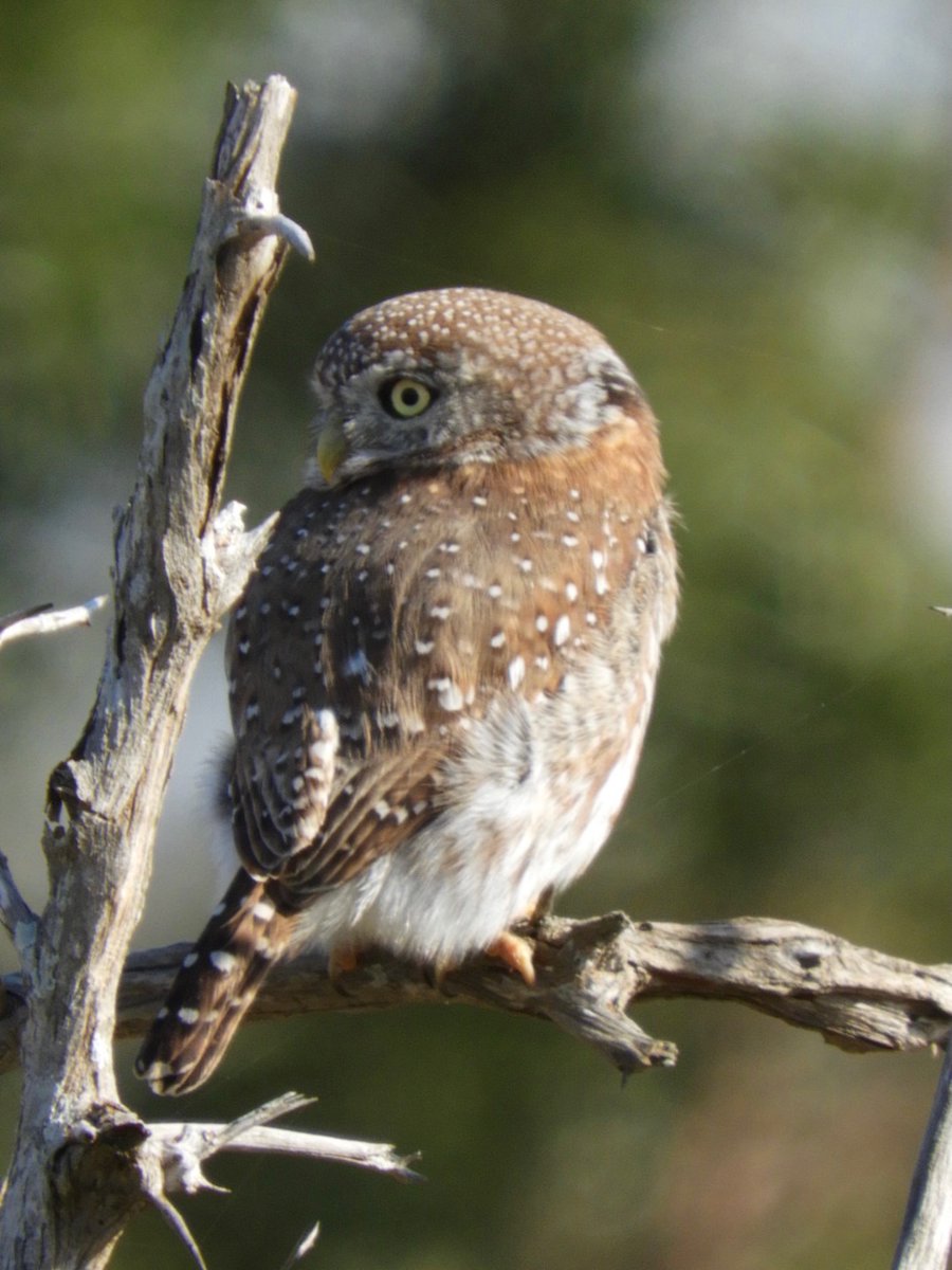 JustLisa_Love's tweet photo. In the Kruger Park today, saw lots of amazing animals but this owlet was the cutest. https://t.co/S5gW72u62Y
