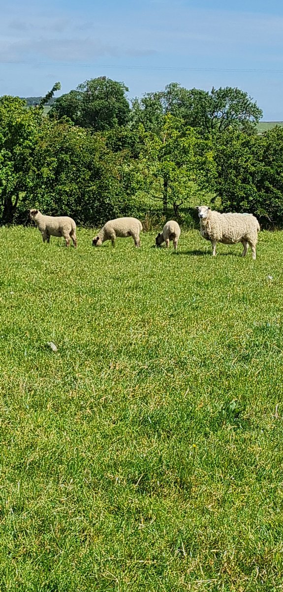 joshmaude5's tweet photo. Special mention to this texel mule 2 shear, sucked all three lambs on her Own and they are all equal in size and just as good as any set of twins 👏👏 #Productivity #sheep #farming22 @HampsSheep @maudez2 https://t.co/sYC5ZGCRxM