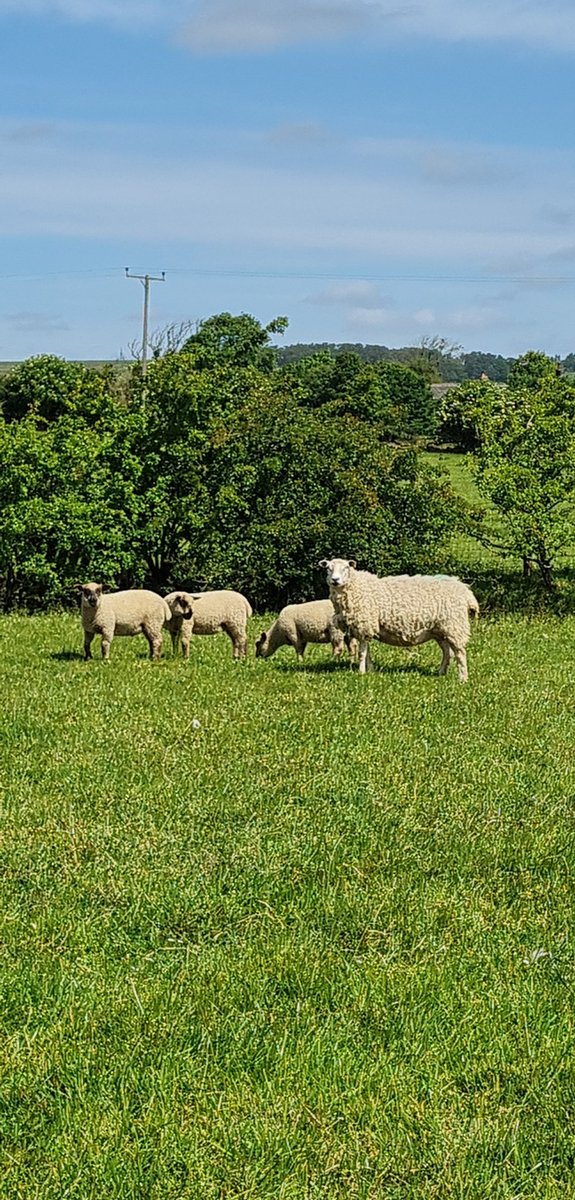 joshmaude5's tweet photo. Special mention to this texel mule 2 shear, sucked all three lambs on her Own and they are all equal in size and just as good as any set of twins 👏👏 #Productivity #sheep #farming22 @HampsSheep @maudez2 https://t.co/sYC5ZGCRxM