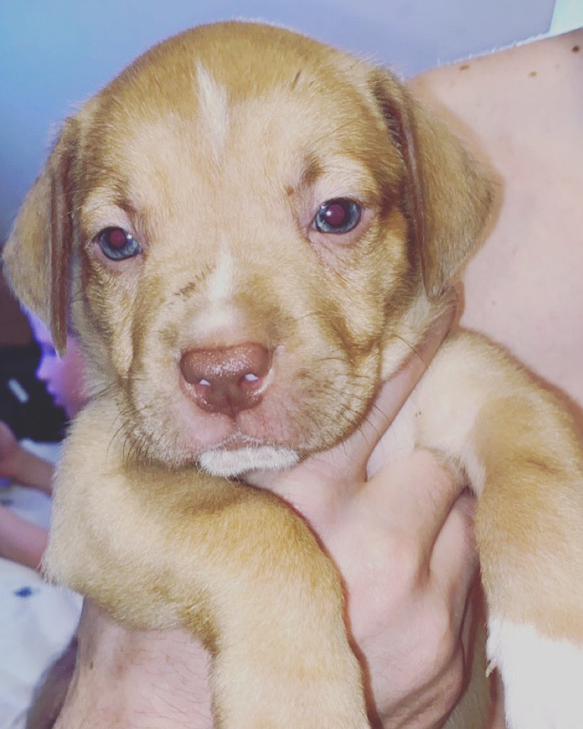 Last boy #amercianbully #dog #puppy