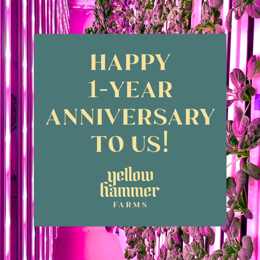 yhfarms's tweet photo. A big thank you for all of your support in our first year! 🎉
Your love for our farm and our product has allowed us to expand and increase production in its' first year. That is pretty amazing! #YHFresh #BhamFarm #ThankYou #SupportLocal https://t.co/h09RwOW8PY