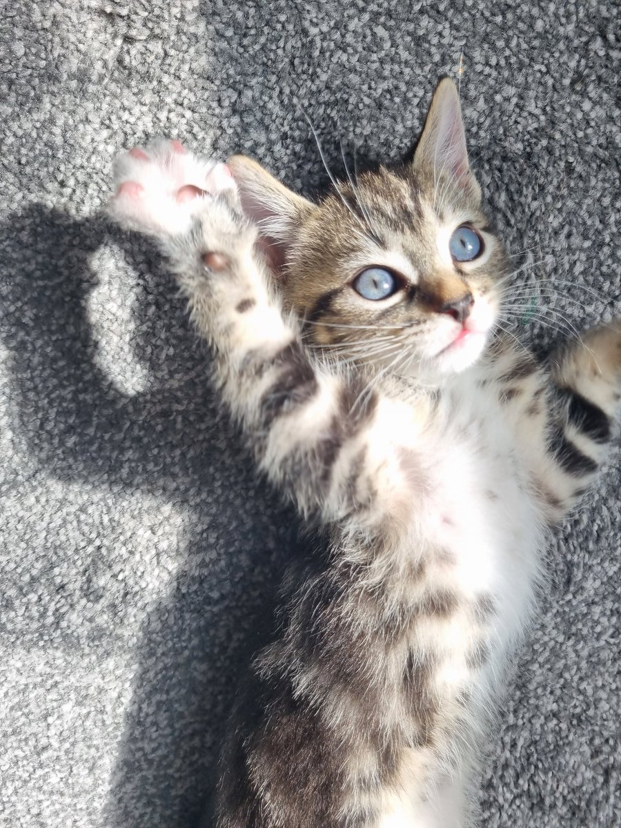 Naaaz_K's tweet photo. I cannot get enough of her #Caturday https://t.co/W6HkB9qAcW
