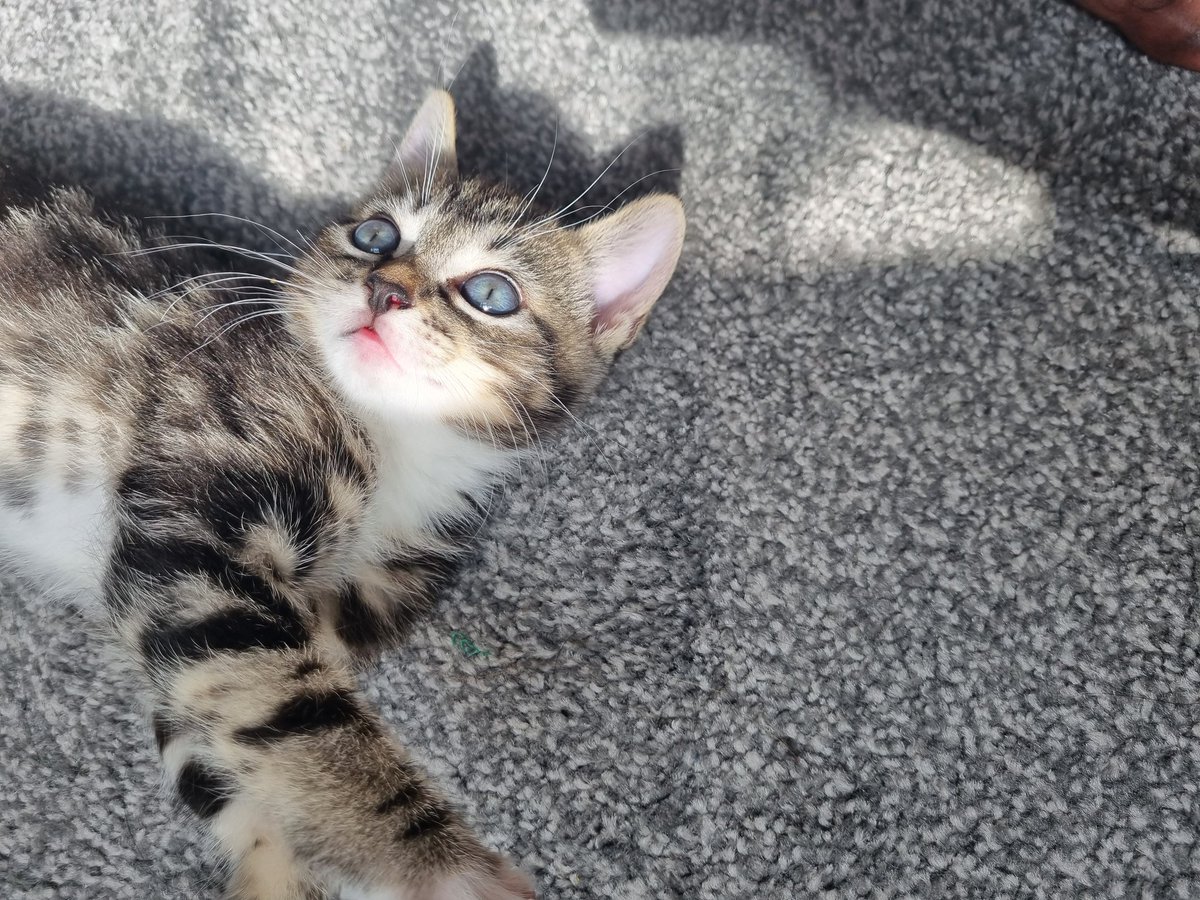 Naaaz_K's tweet photo. I cannot get enough of her #Caturday https://t.co/W6HkB9qAcW