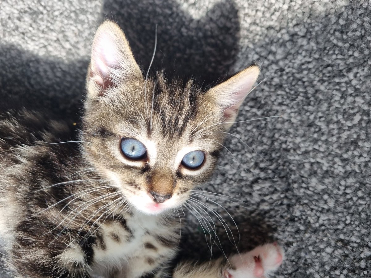 Naaaz_K's tweet photo. I cannot get enough of her #Caturday https://t.co/W6HkB9qAcW