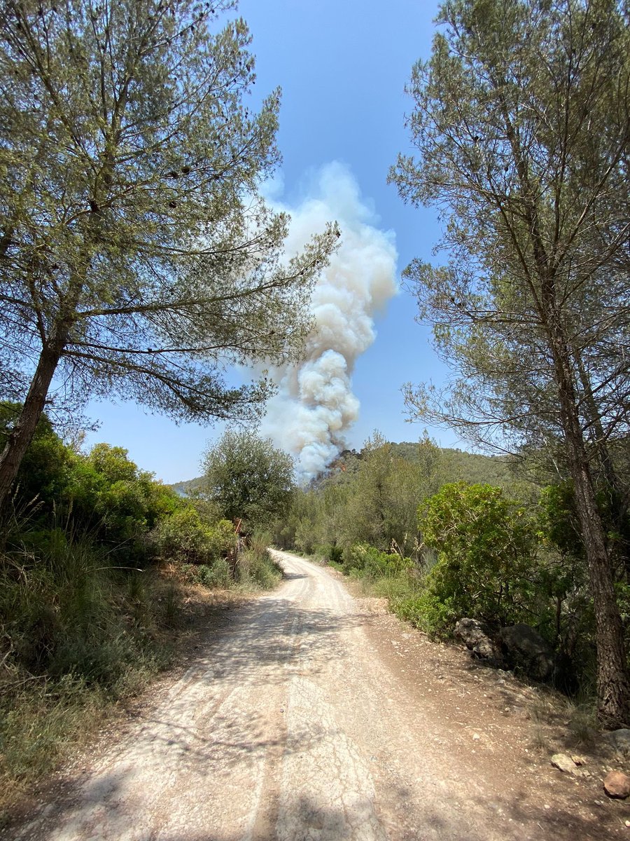 Treballant a un IF declarat a Olivella. Proper al Parc Natural del Garraf