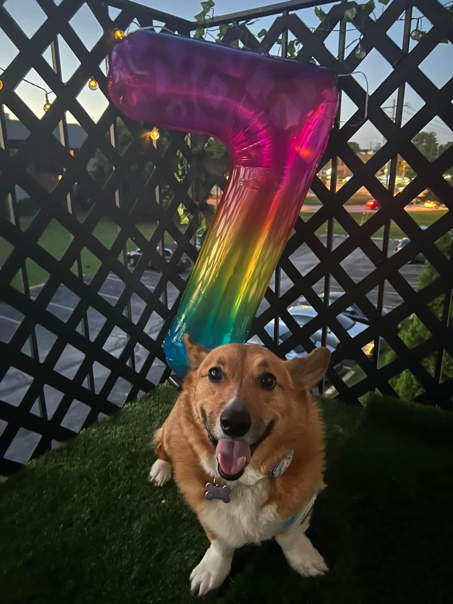 SherlockTheCorgi tweet media