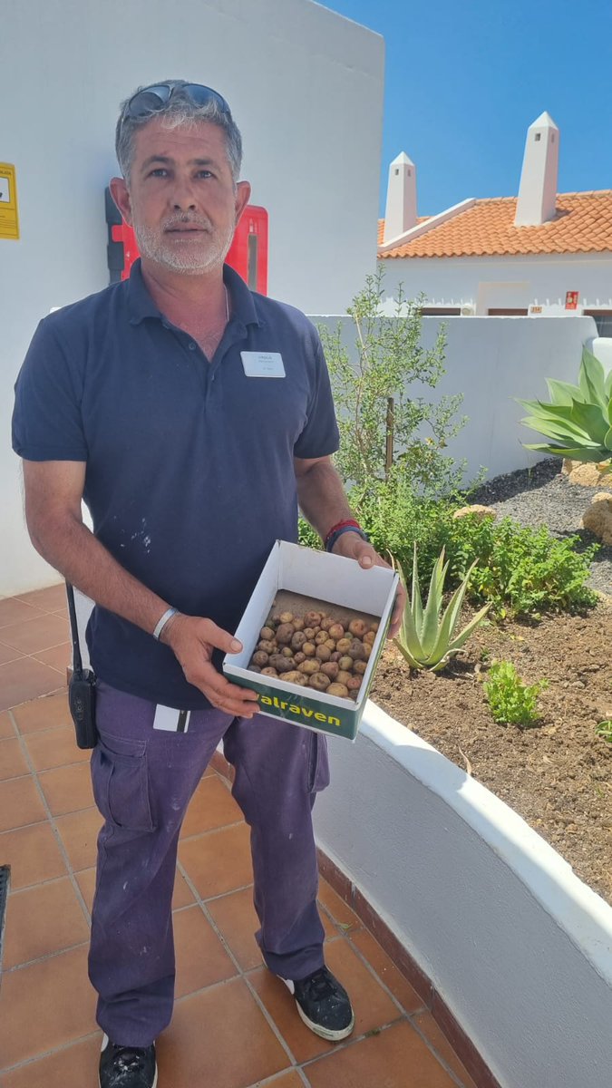 Recogida de papas en #Sunsetviewclub #GoGreen #greencorner @Marialuisagarec @juanmaintenance @Lidia_EH @DavidReception @Hamidreception @Laurareception @IneseSvc