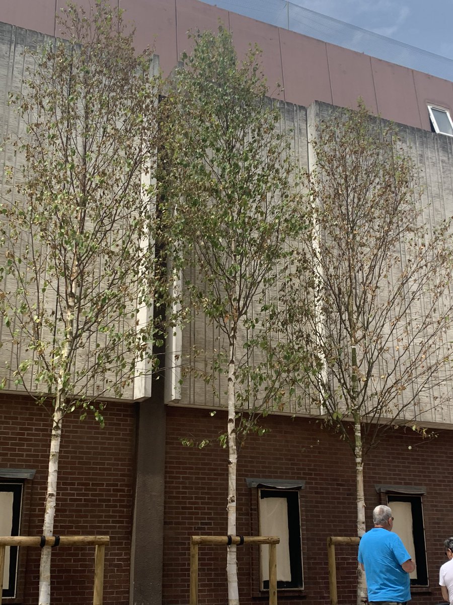 jtudd's tweet photo. @adurandworthing The new trees on Portland Rd are in really a bad way! Literally dying after a few weeks. They need watering ASAP!! https://t.co/4NKgUXQSnK